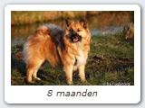 8 maanden