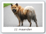 11 maanden