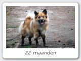 22 maanden