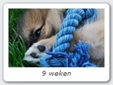 9 weken