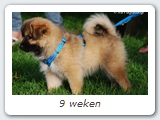 9 weken