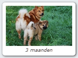 3 maanden