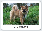 3,5 maand