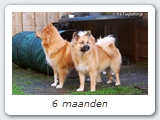 6 maanden
