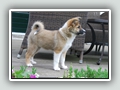 11 weeks