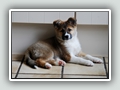 11 weeks