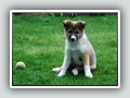11 weeks