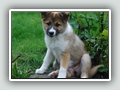 11 weeks