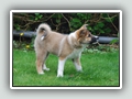11 weeks