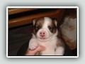 4 weeks